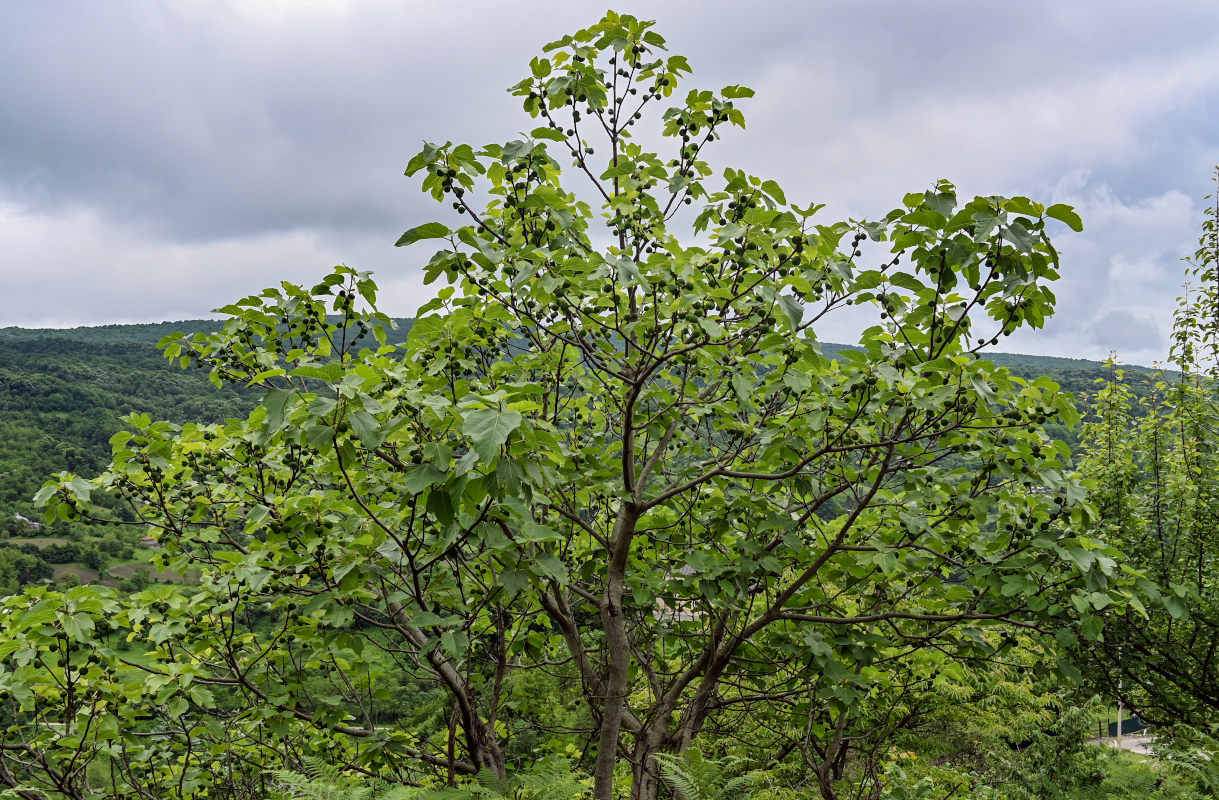 Image of Ficus carica specimen.