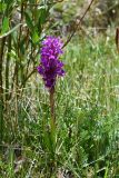 Dactylorhiza umbrosa. Цветущее растение. Таджикистан, Горно-Бадахшанская автономная обл., Рушанский р-н, хр. Северо-Аличурский, Ирхтские горы, Сарезское оз., Ирхтский залив, дол. р. Лянгар, выс. ≈ 3300 м н.у.м., плотнодерновинный пойменный луг. 27 июня 2024 г.