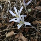 Colchicum troodi