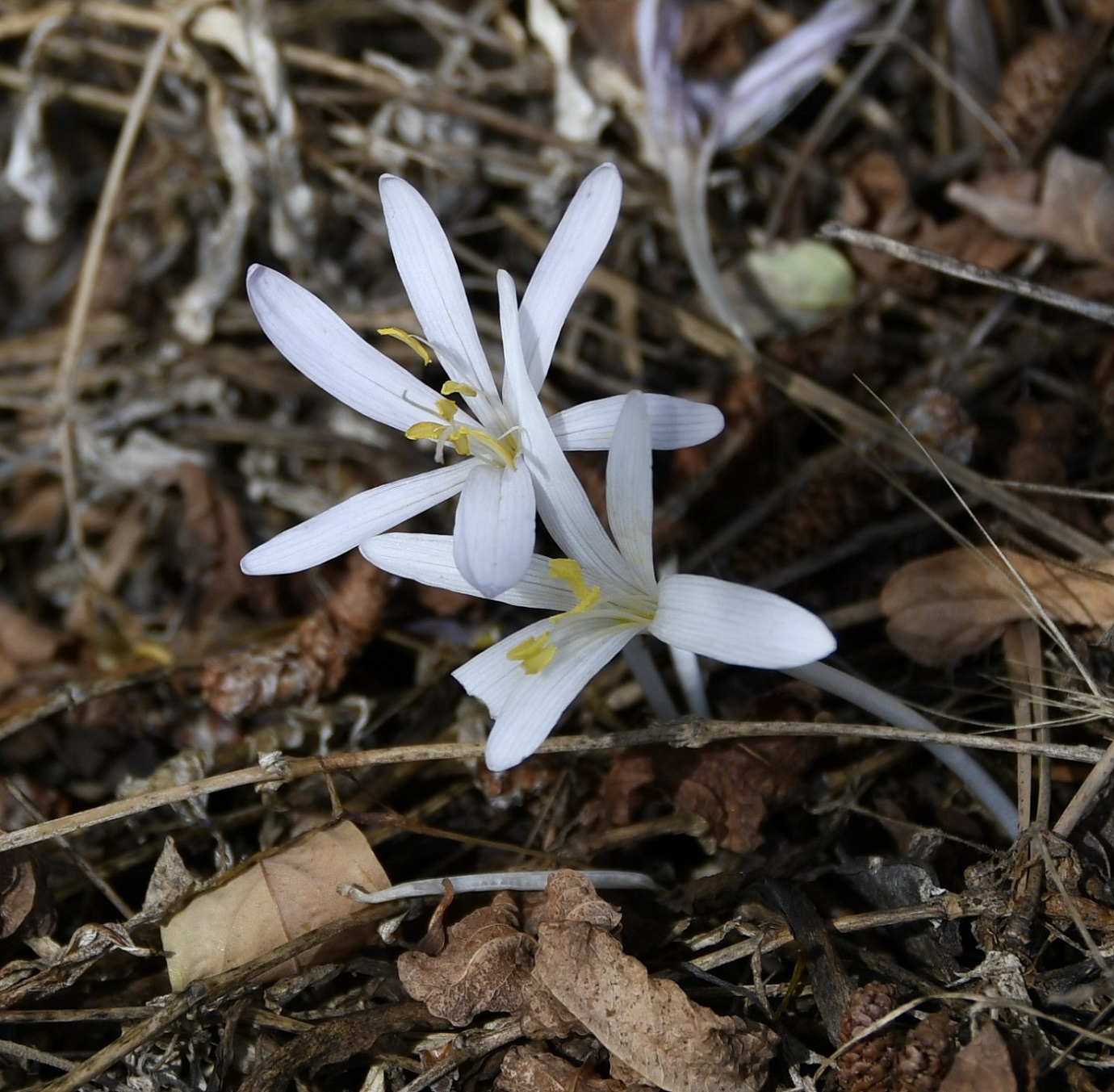 Изображение особи Colchicum troodi.