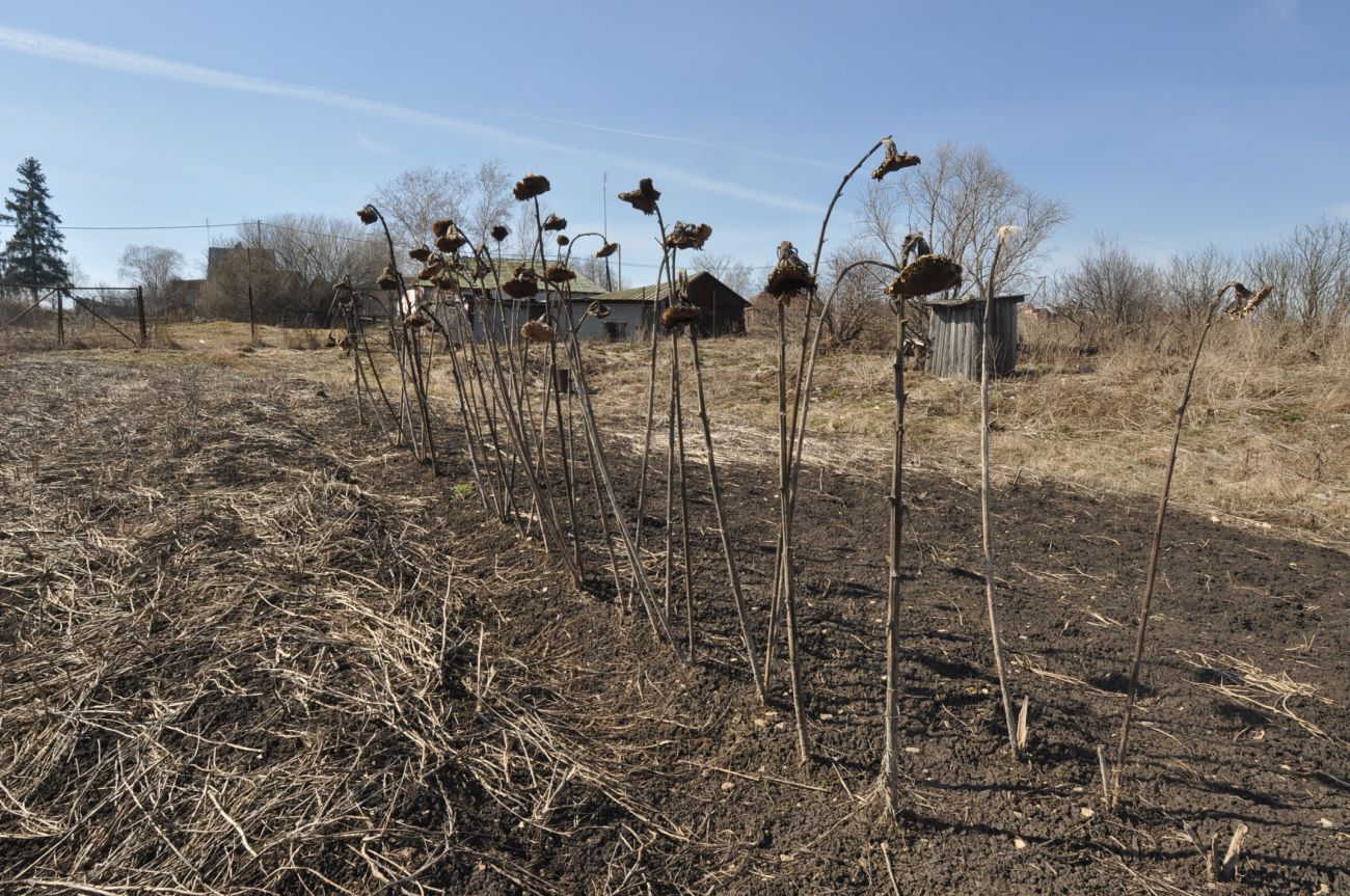 Изображение особи Helianthus annuus.