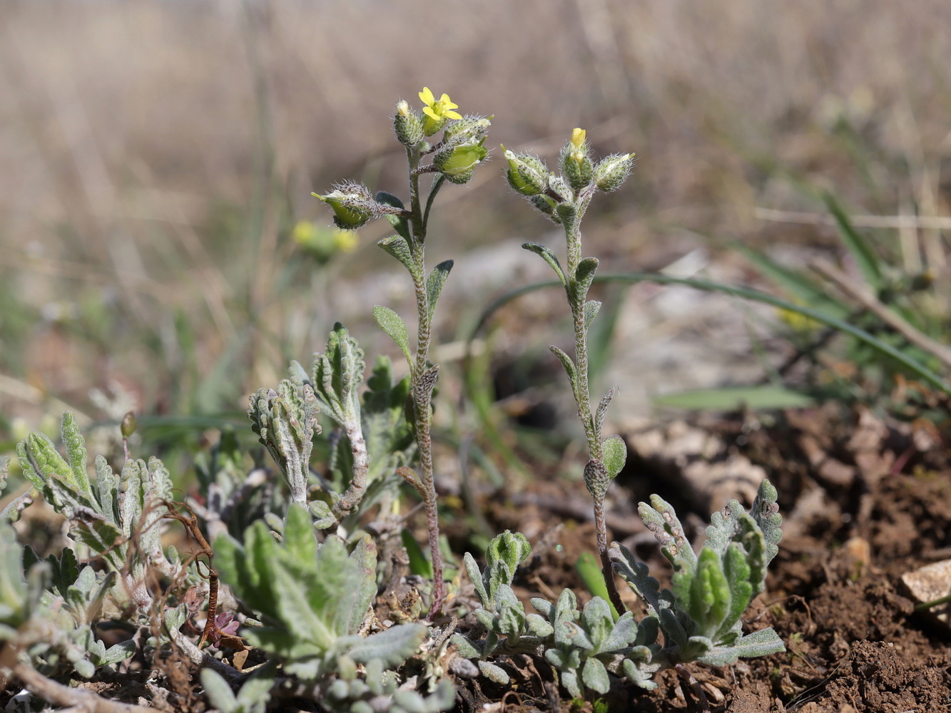 Изображение особи Alyssum smyrnaeum.