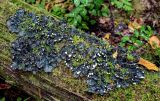 genus Peltigera