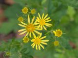 Senecio grandidentatus. Корзинки в разной степени развития. Краснодарский край, Крымский р-н, станица Неберджаевская, приусадебный участок, сорное. 17.11.2024.