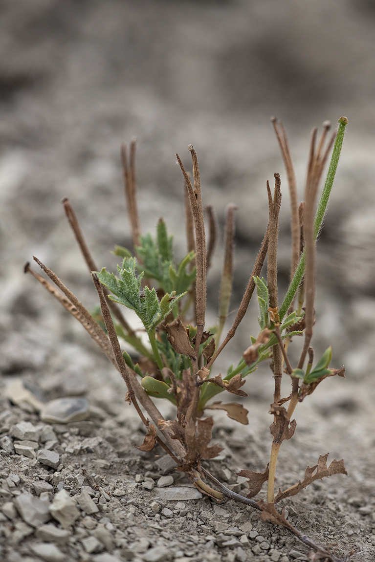 Image of Glaucium corniculatum specimen.