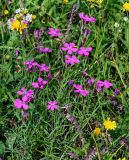 Dianthus fischeri