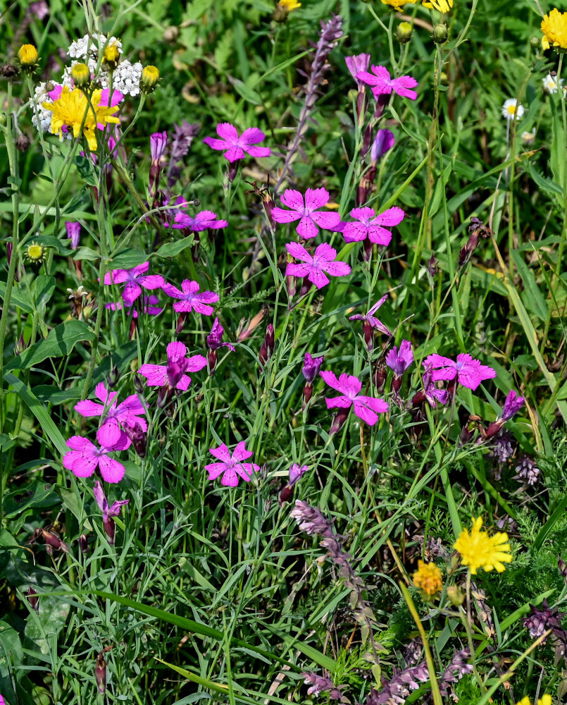 Image of Dianthus fischeri specimen.