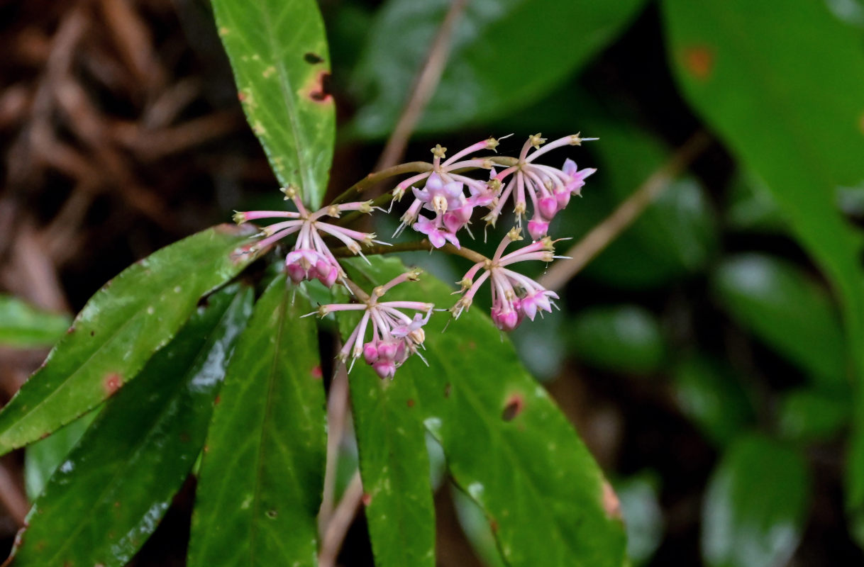 Изображение особи Ardisia crispa.