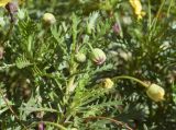 Euryops pectinatus. Верхушка побега с нераскрывшимися соцветиями. Испания, автономное сообщество Каталония, провинция Жирона, комарка Баш-Эмпорда, муниципалитет Палафружель, ботанический сад \"Кап-Роч\". 05.01.2025.