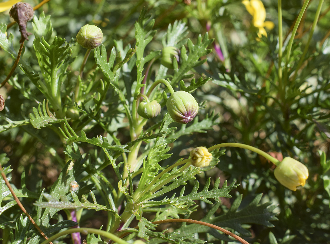 Image of Euryops pectinatus specimen.