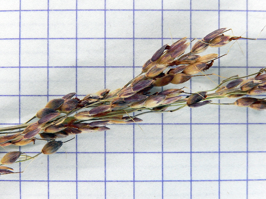 Image of Sorghum halepense specimen.