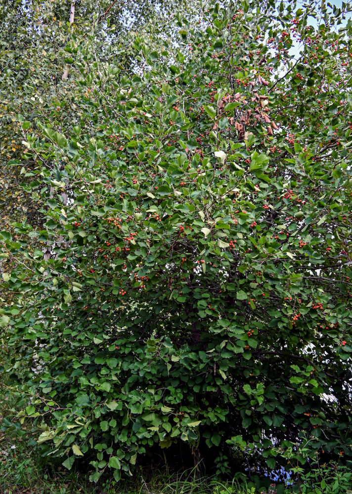 Image of genus Crataegus specimen.