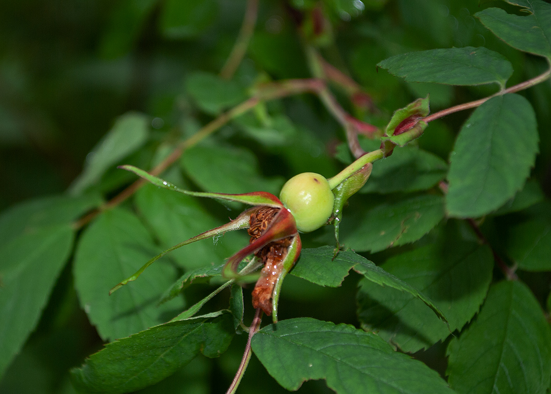 Изображение особи Rosa amblyotis.