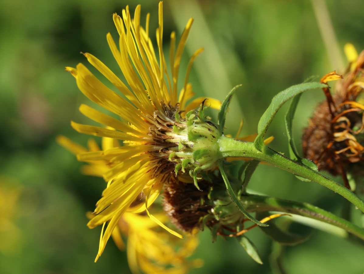 Изображение особи Inula salicina.