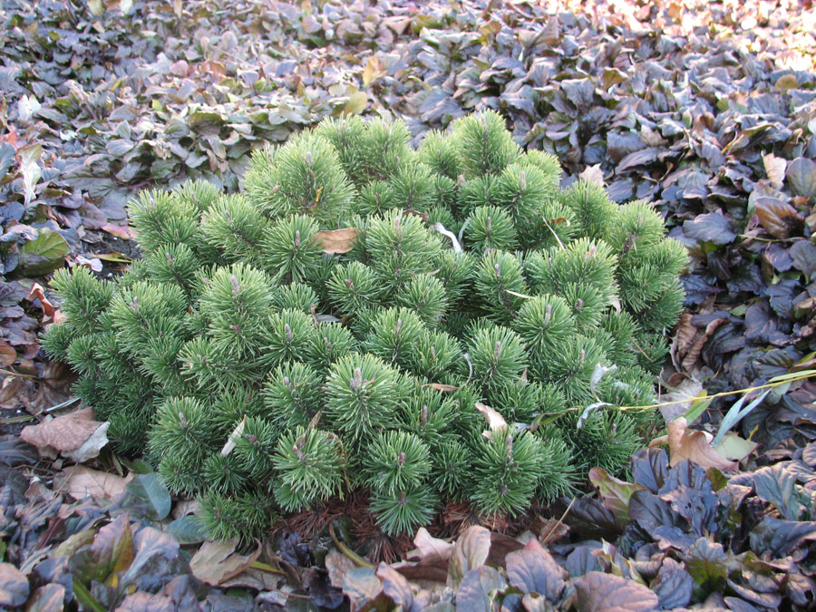 Image of Pinus mugo specimen.