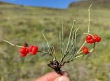род Ephedra