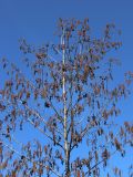 Alnus glutinosa