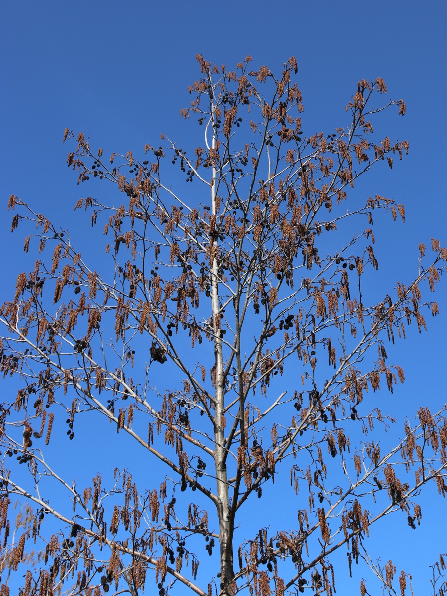 Image of Alnus glutinosa specimen.