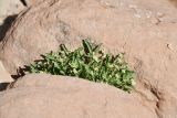 Смотреть изображение Tetracmidion glochidiatum