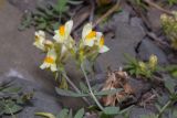 Смотреть изображение Linaria japonica