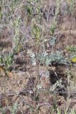 View full-size image Silene viscosa