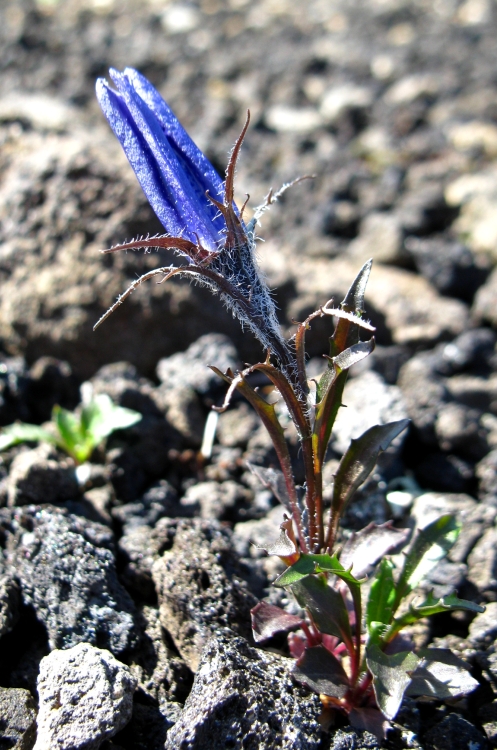 Image of Campanula lasiocarpa specimen.