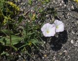 View full-size image Convolvulus arvensis
