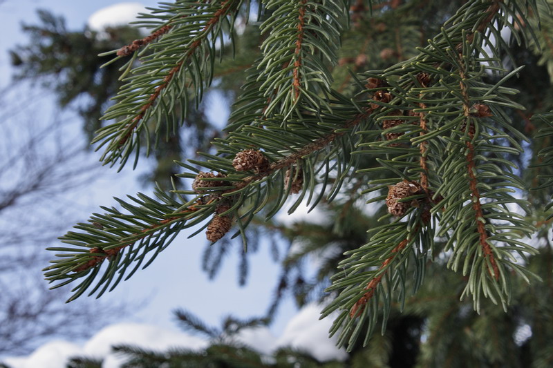 Image of Picea abies specimen.