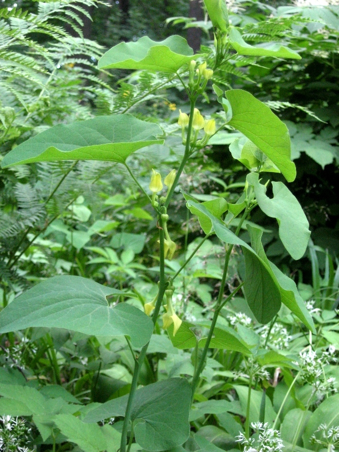 Image of Aristolochia clematitis specimen.