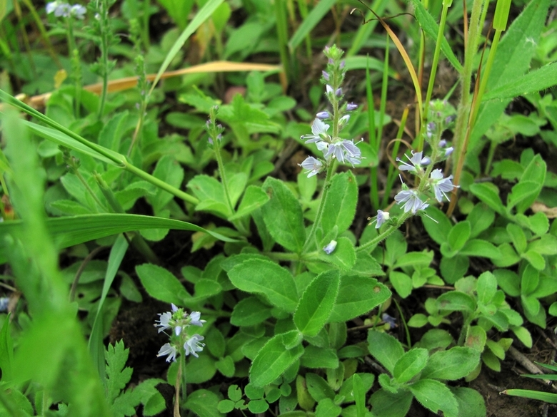 Image of Veronica officinalis specimen.