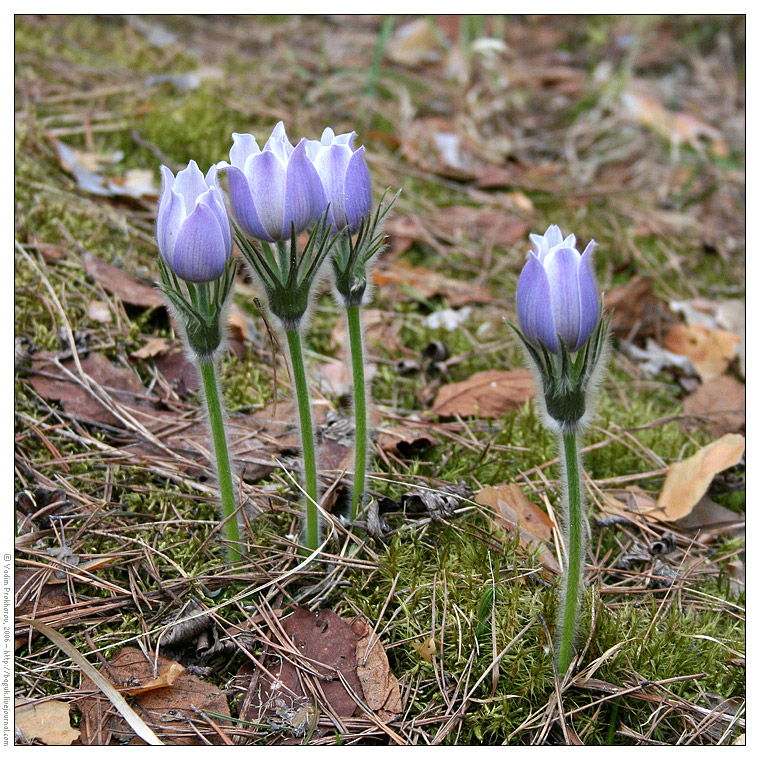 Изображение особи Pulsatilla patens.