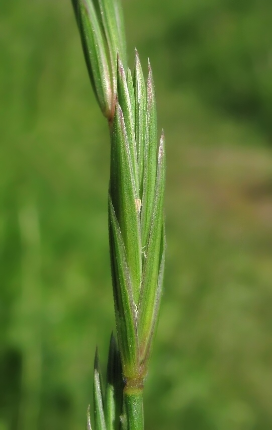 Image of Elymus fibrosus specimen.