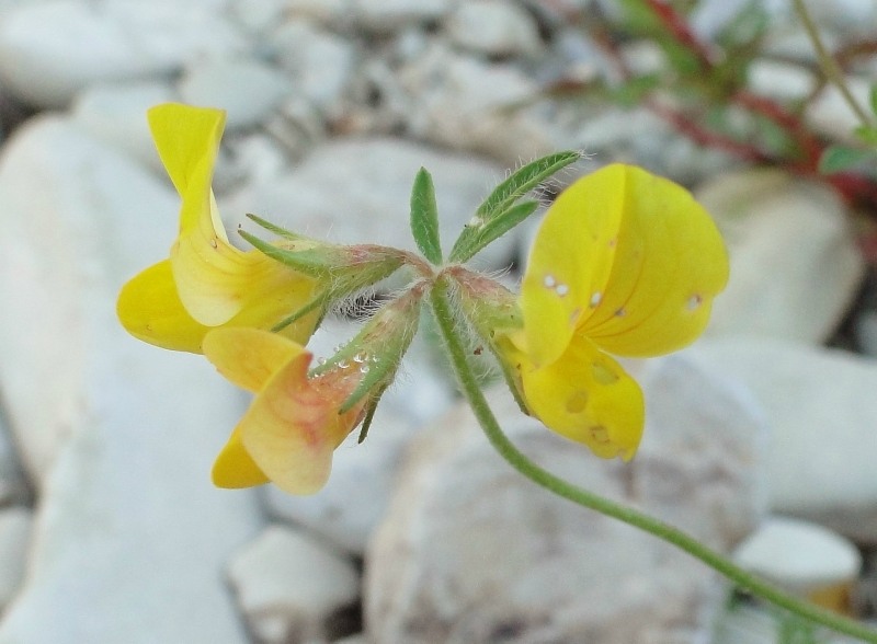 Image of genus Lotus specimen.