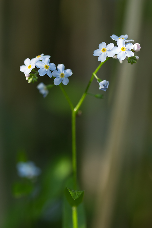 Изображение особи род Myosotis.