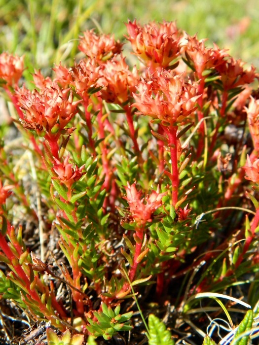 Image of Rhodiola quadrifida specimen.