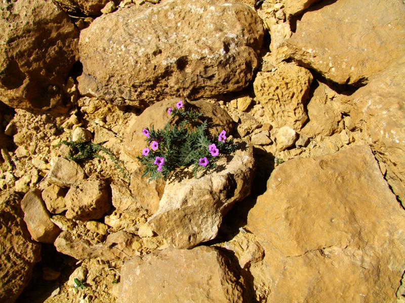 Image of Erodium crassifolium specimen.