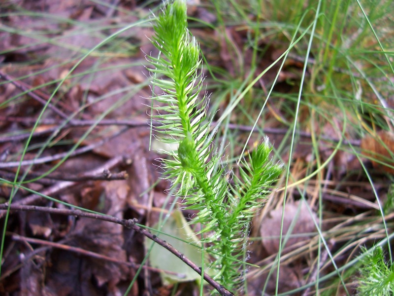 Image of Lycopodium clavatum specimen.