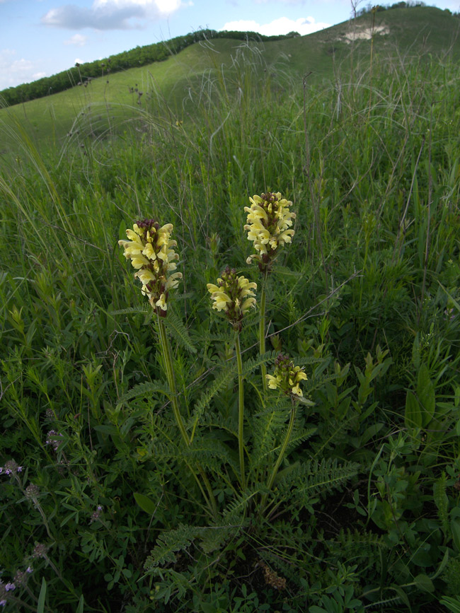 Image of Pedicularis kaufmannii specimen.