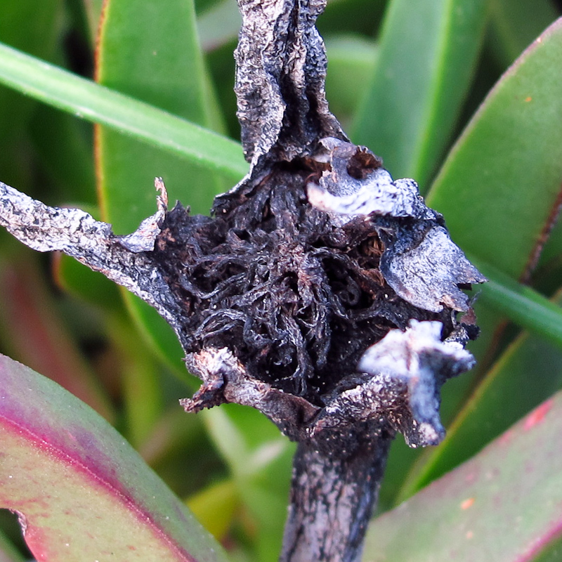 Image of genus Carpobrotus specimen.