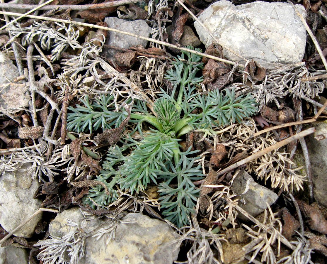 Image of Seseli dichotomum specimen.