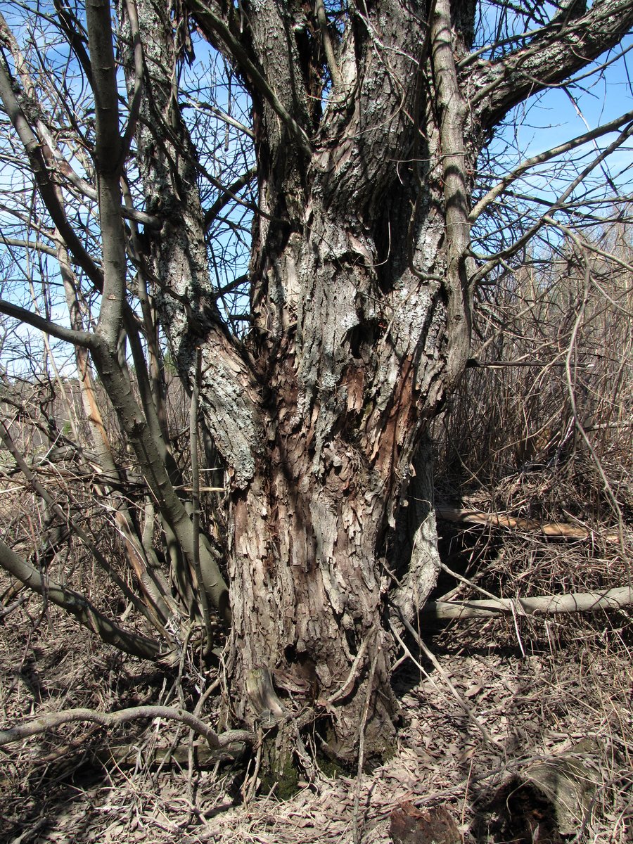 Image of Salix pentandra specimen.