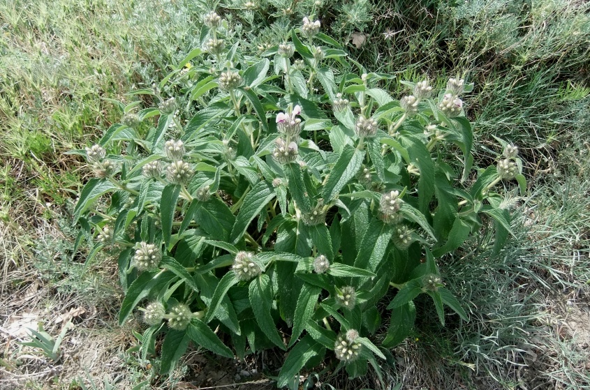 Изображение особи Phlomis majkopensis.