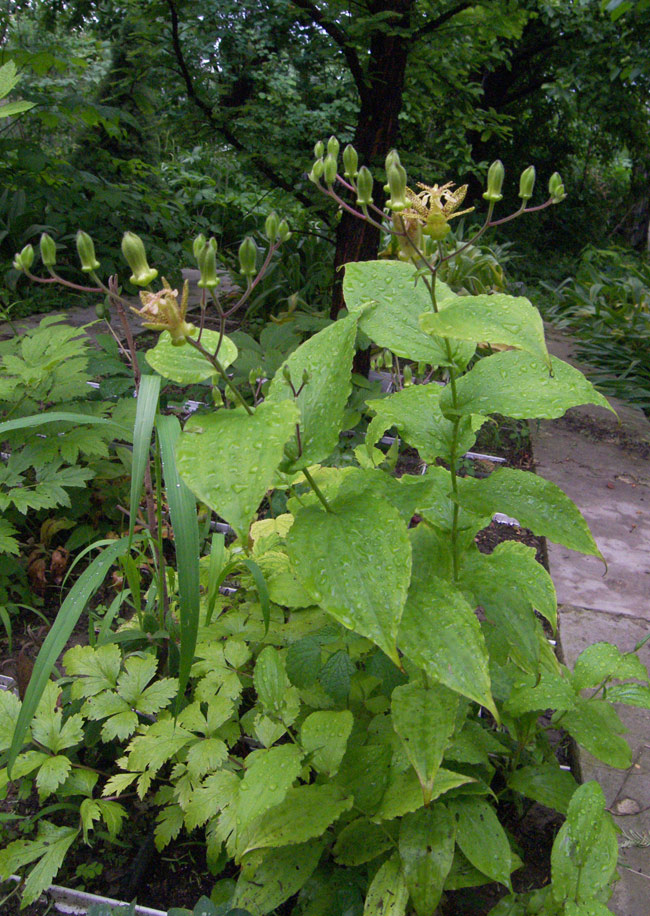 Изображение особи Tricyrtis latifolia.