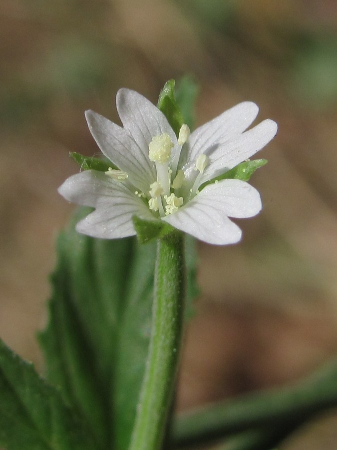 Image of Epilobium roseum specimen.