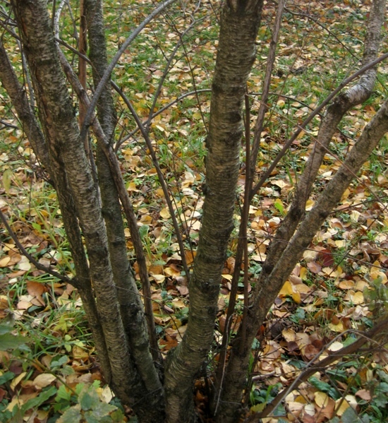 Изображение особи Betula pumila.