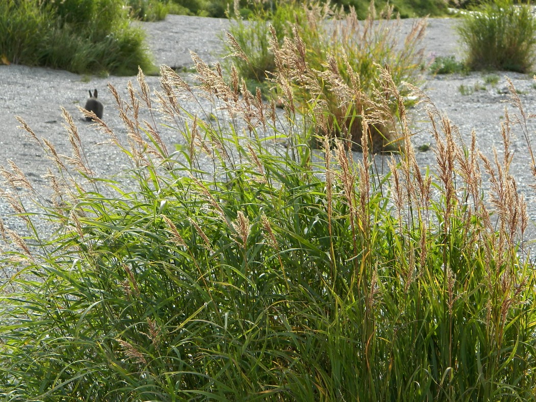 Изображение особи род Calamagrostis.