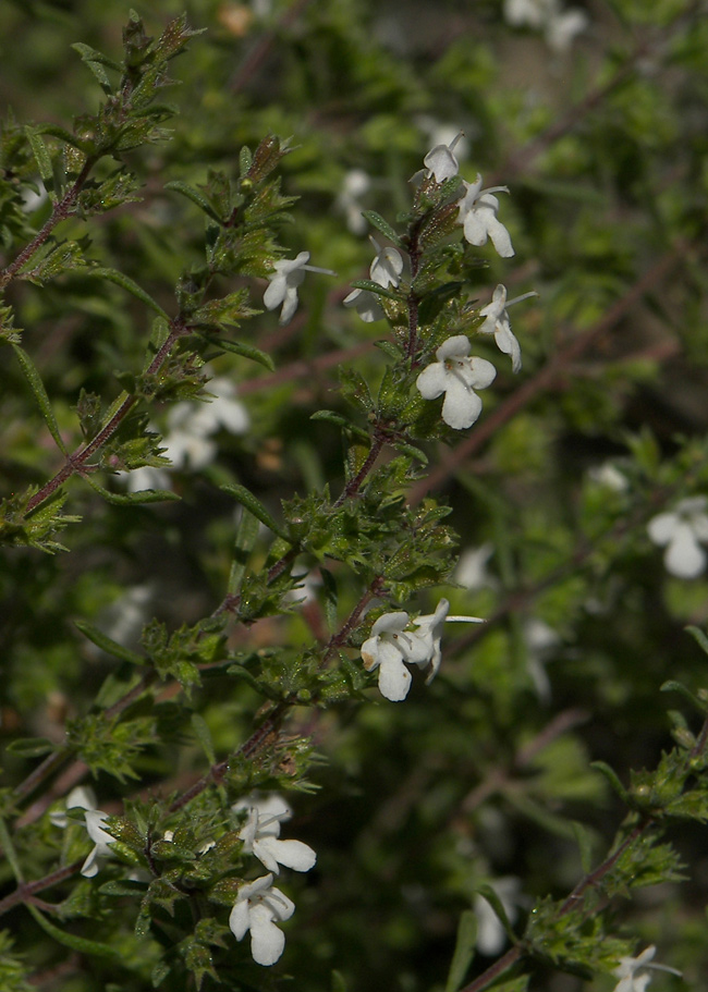 Image of Satureja mutica specimen.