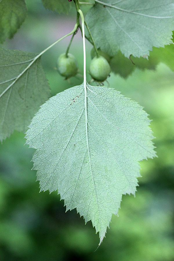 Изображение особи Crataegus lauta.