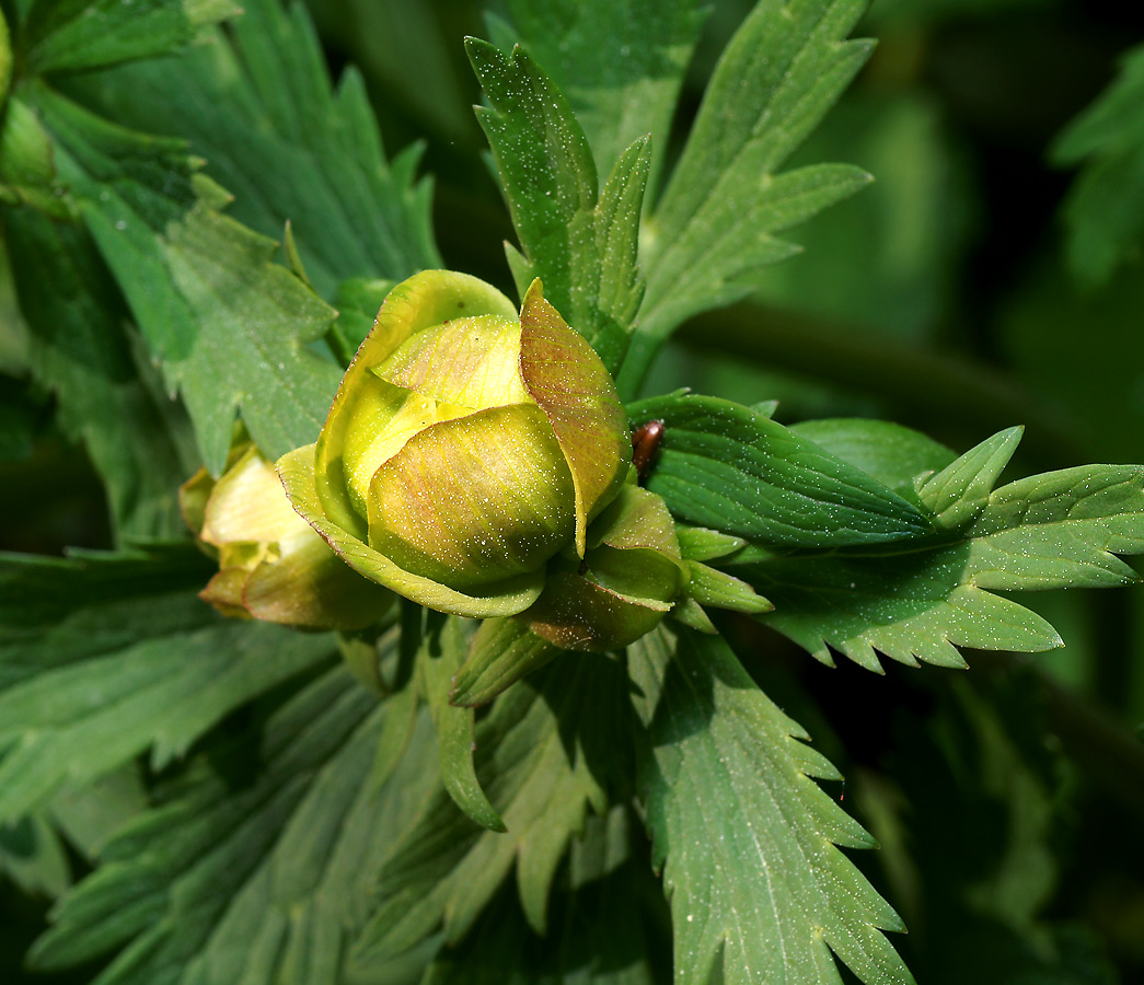 Изображение особи Trollius europaeus.