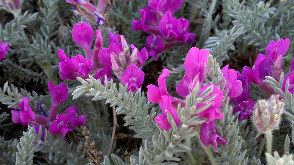 Image of Oxytropis lanata specimen.